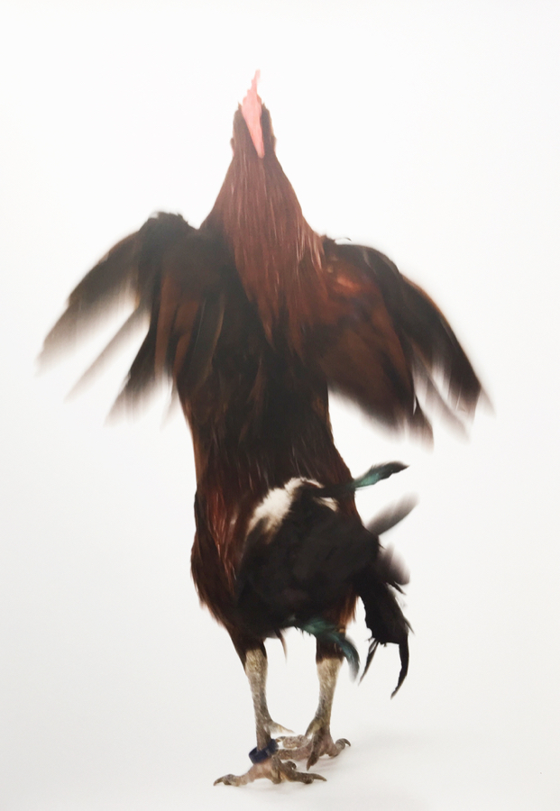 Koen Vanmechelen – Running Chicken, 2013 – Digital Print op papier
