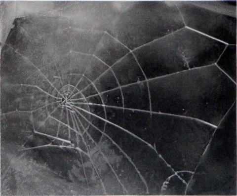 Vija Celmins – Spider-web, 2009 – Sérigraphie (Screen-print)