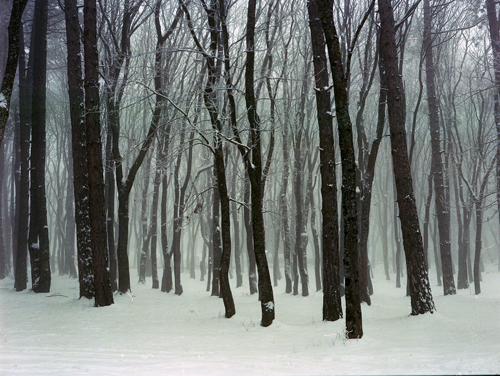 Mariam Sitchinava – Forest. Winter, 2020 – Photograph