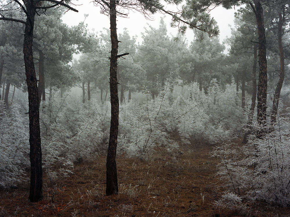 Mariam Sitchinava – Forest. Winter 2, 2021 – Photograph