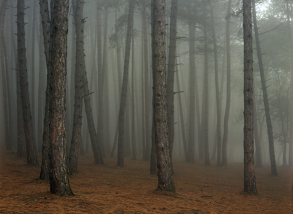 Mariam Sitchinava – Fog in September, 2021 – Photograph