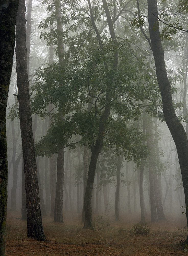 Mariam Sitchinava – Fog in September 3, 2021 – Photograph