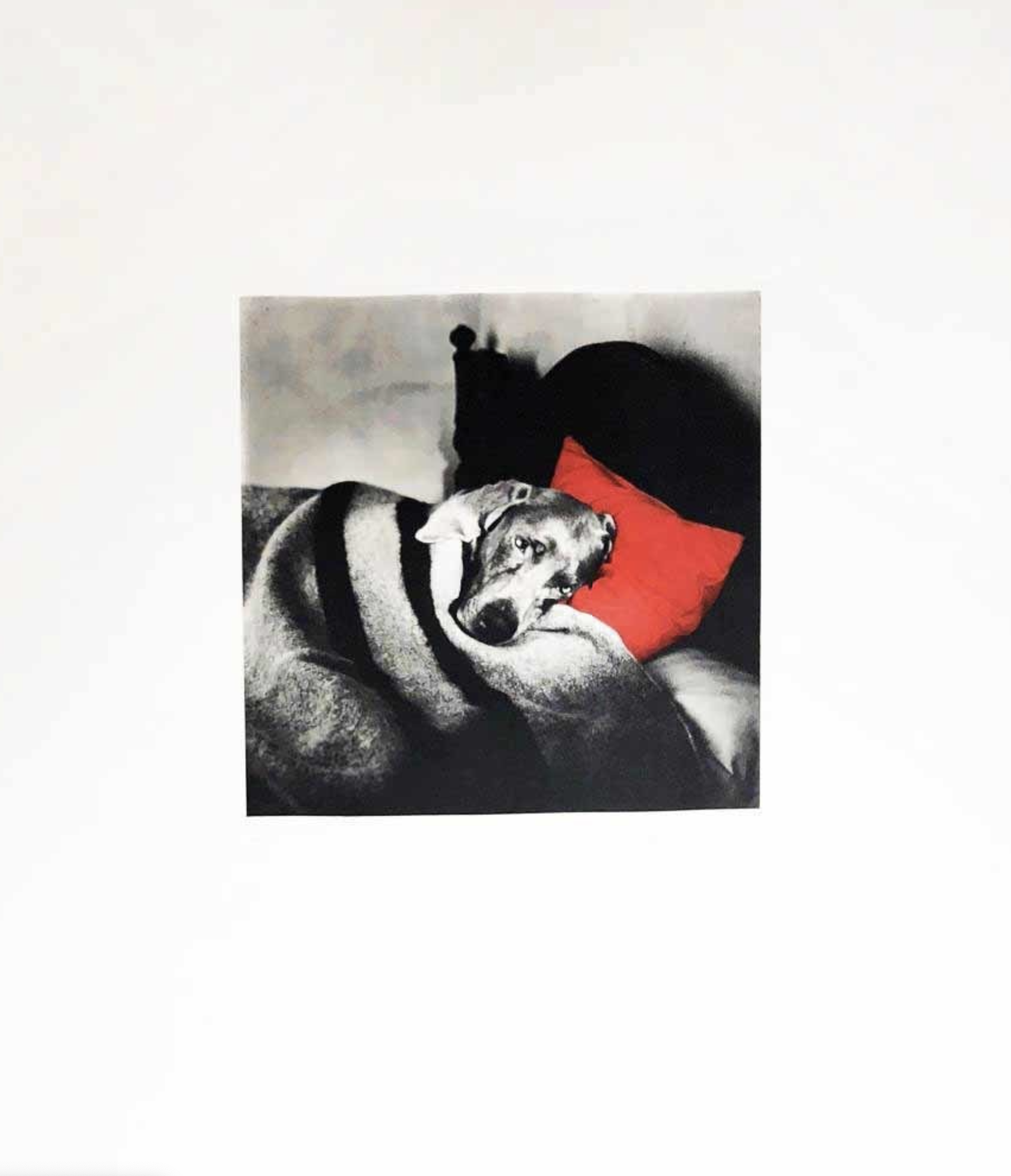 William Wegman – Cinderella Sleeping, 1994 – Etching and Aquatint