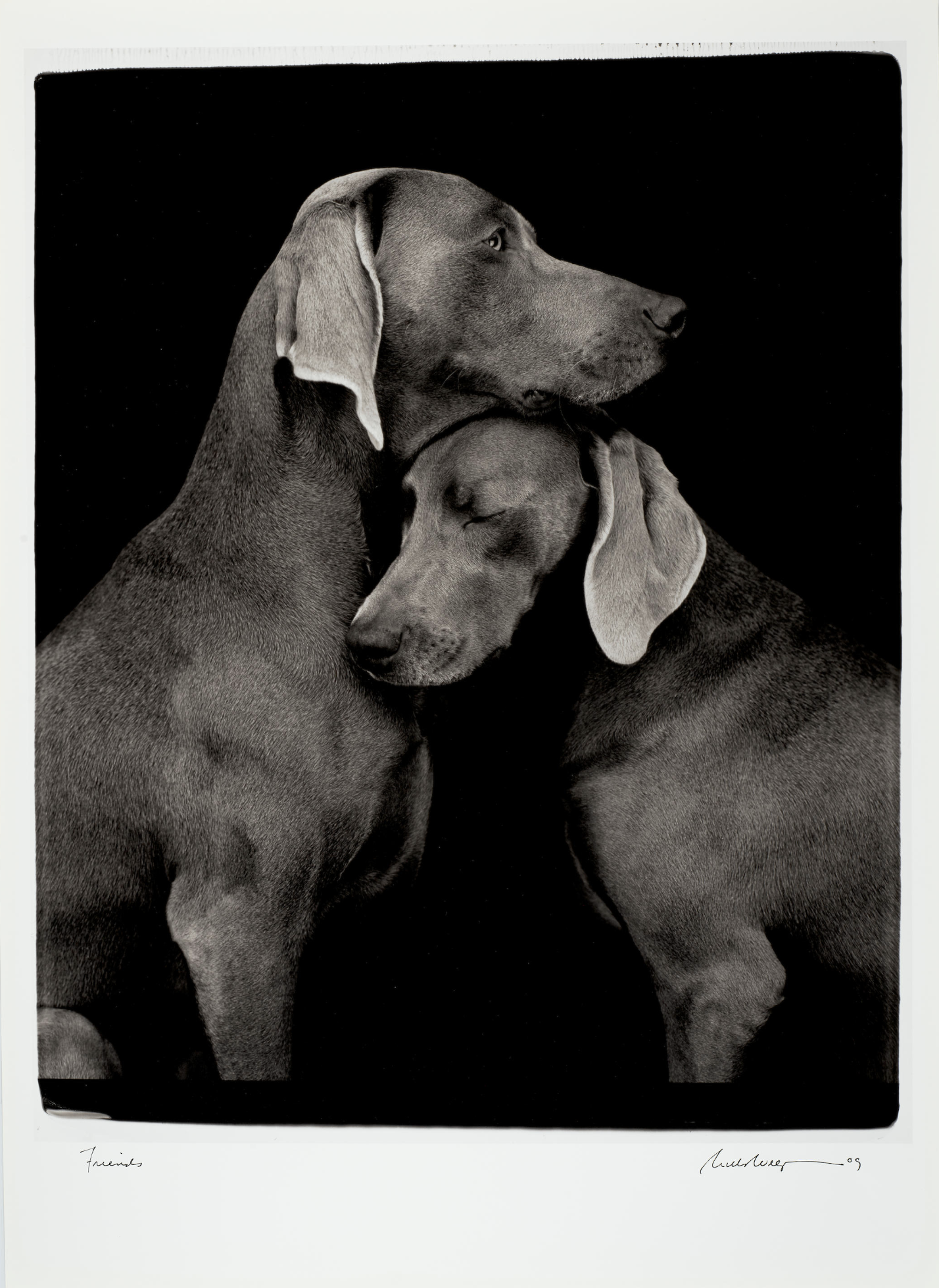 William Wegman – Friends, 2010 – Archival Print