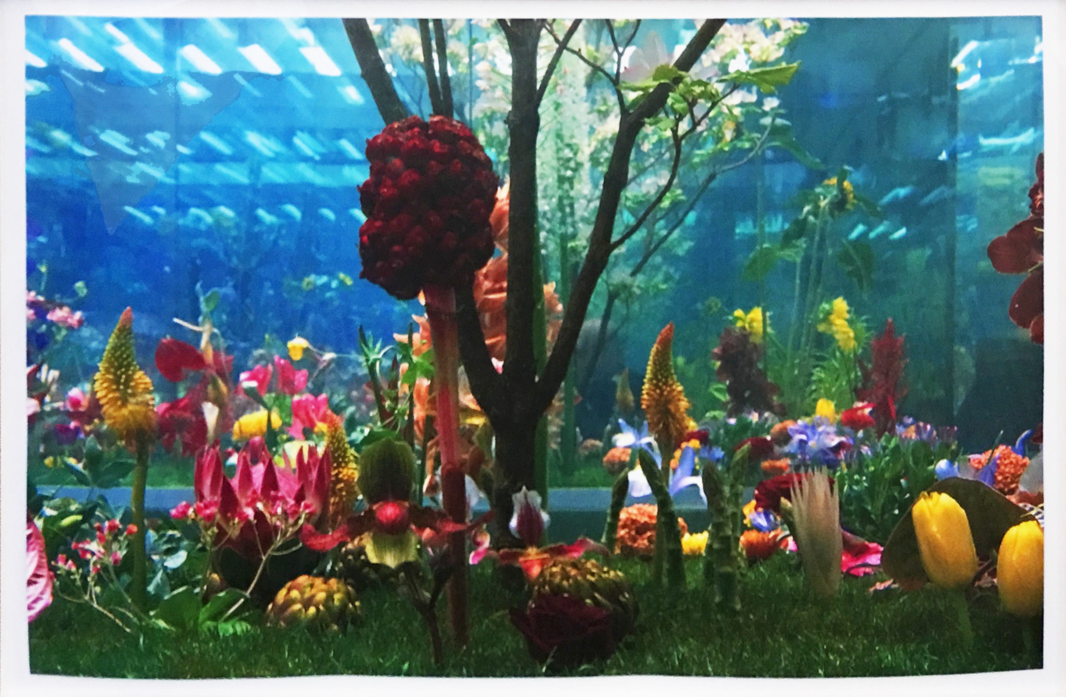 Marc Quinn – Untitled - Plate 3 from the Garden 2, 2000 – Pigment print