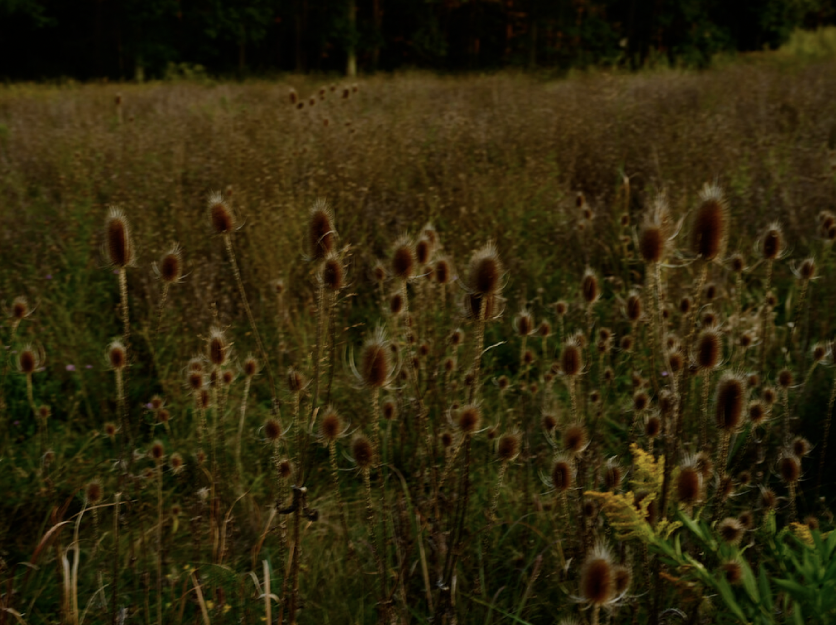 Nan Goldin – Wild Flowers, 2022 – Inkjet print