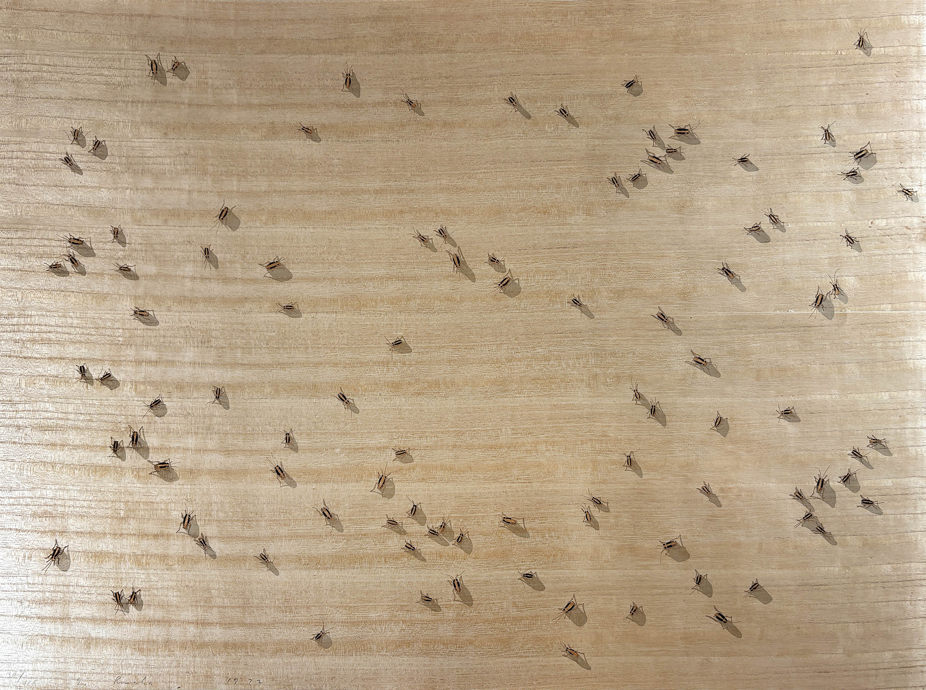 Ed Ruscha – Cockroaches from the Insects Portfolio, 1972 – Sérigraphie (Screen-print)