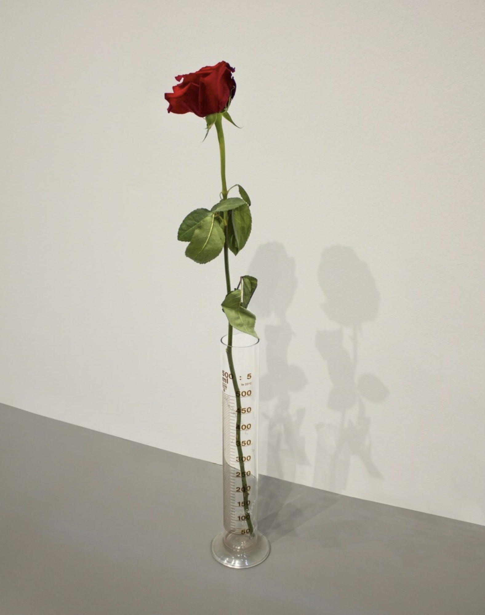 Joseph Beuys – Eine Rose für direkte Demokratie, 1968 – Mixed Media