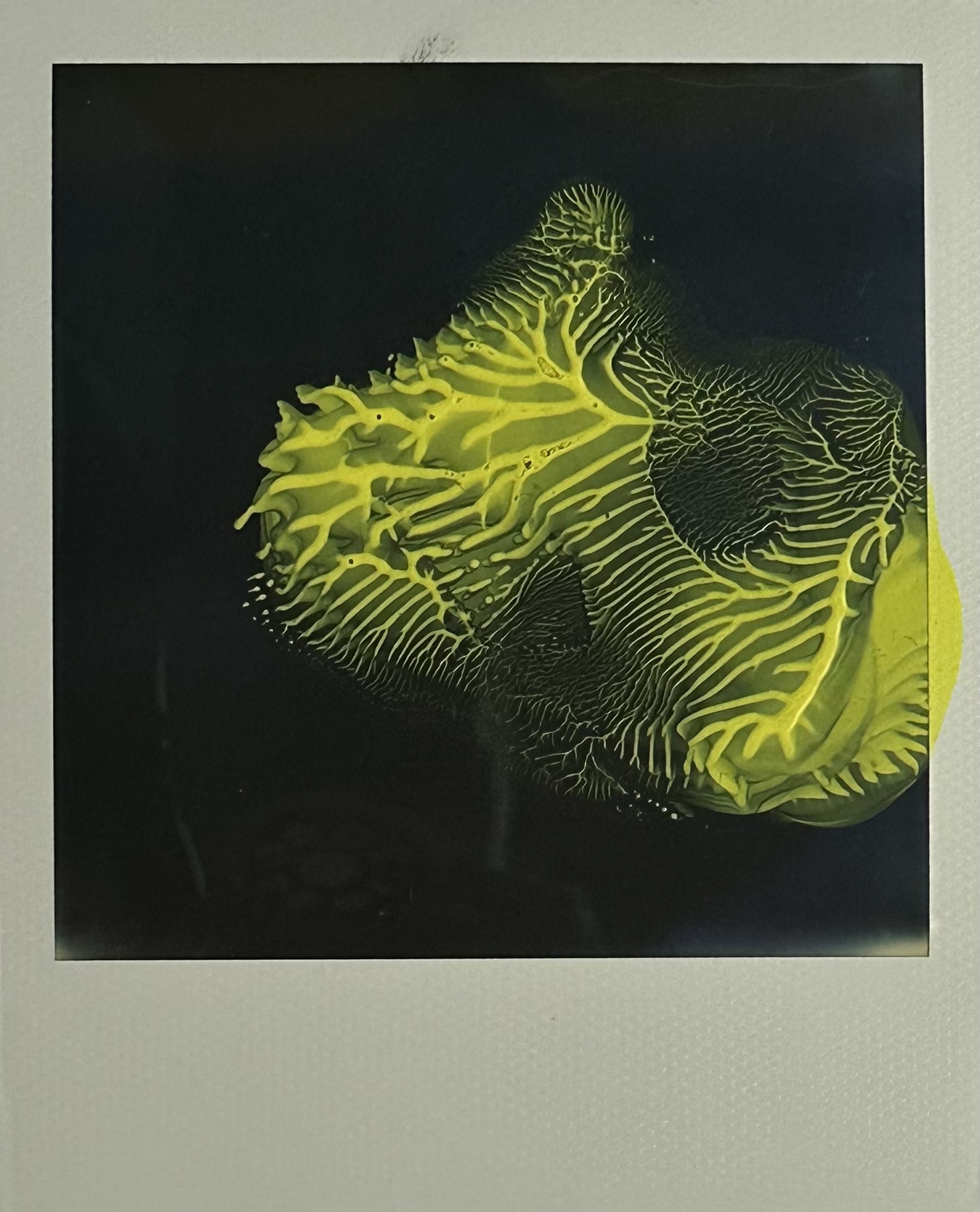 Nobuyoshi Araki – Untitled 6, 2005 – Polaroid
