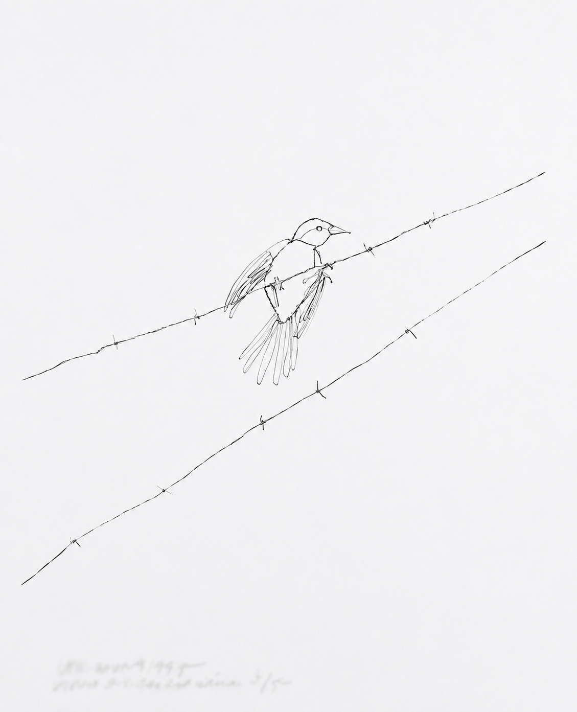 Vik Muniz – Vireo on Barbed Wire, 1995 – Photographie