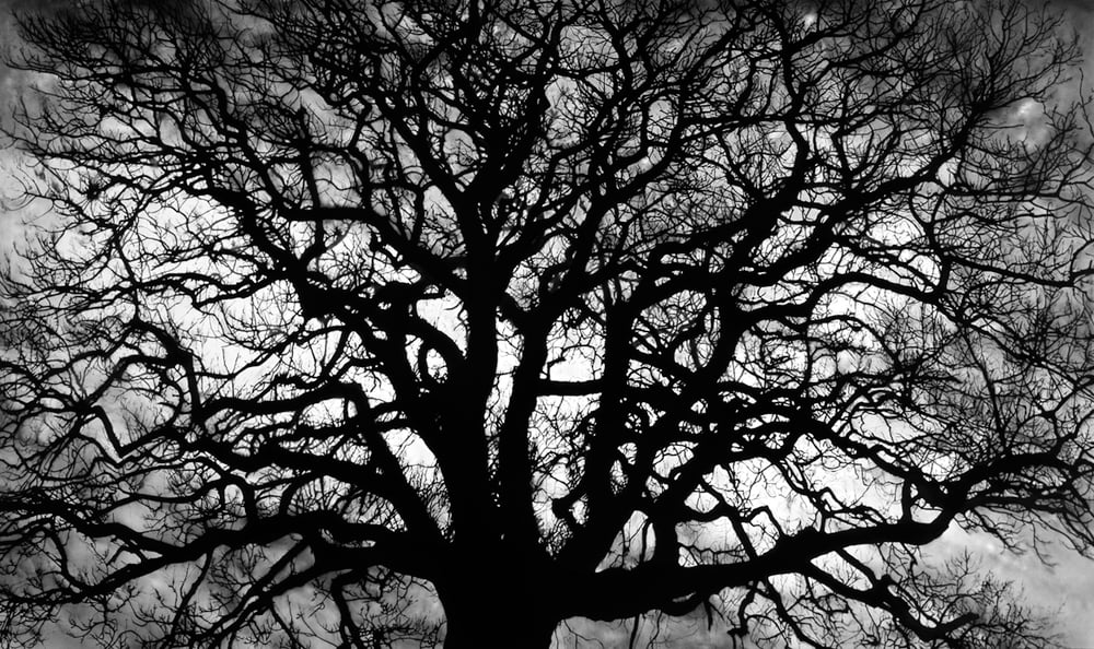 Longo, Robert | Untitled (Tree), 2018 — available on Composition Gallery