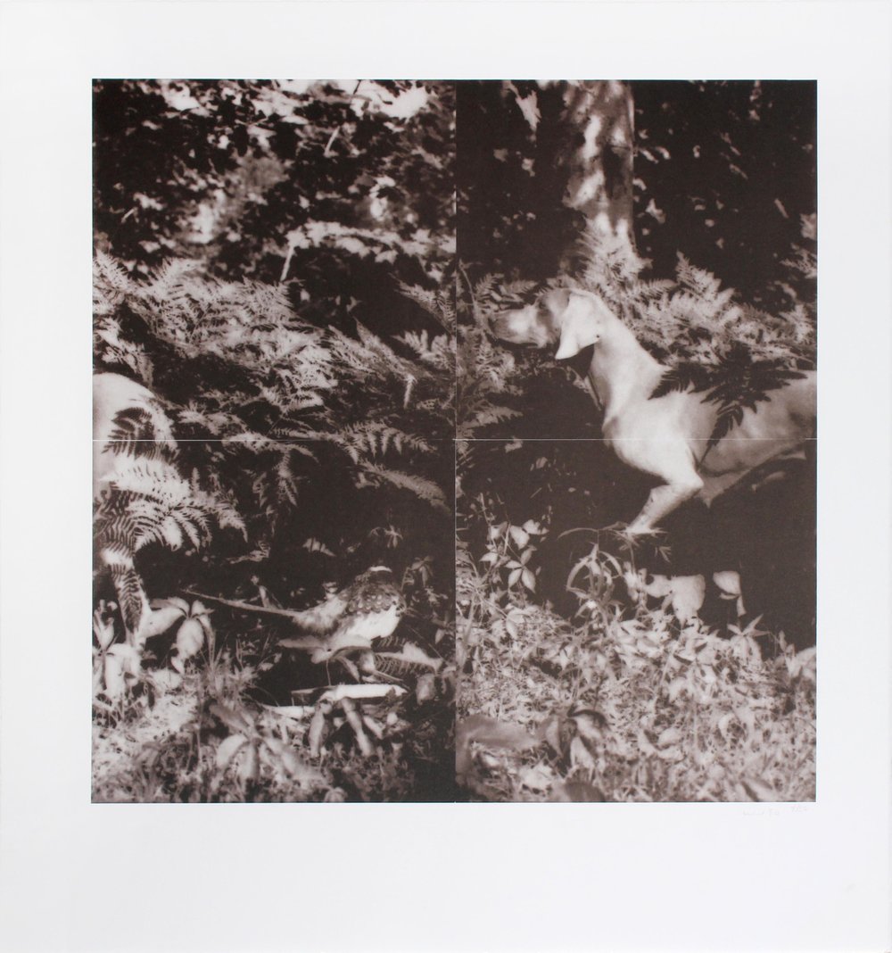 Wegman, William | Untitled (from the Bird Dog suite), 1990 — available on Composition Gallery