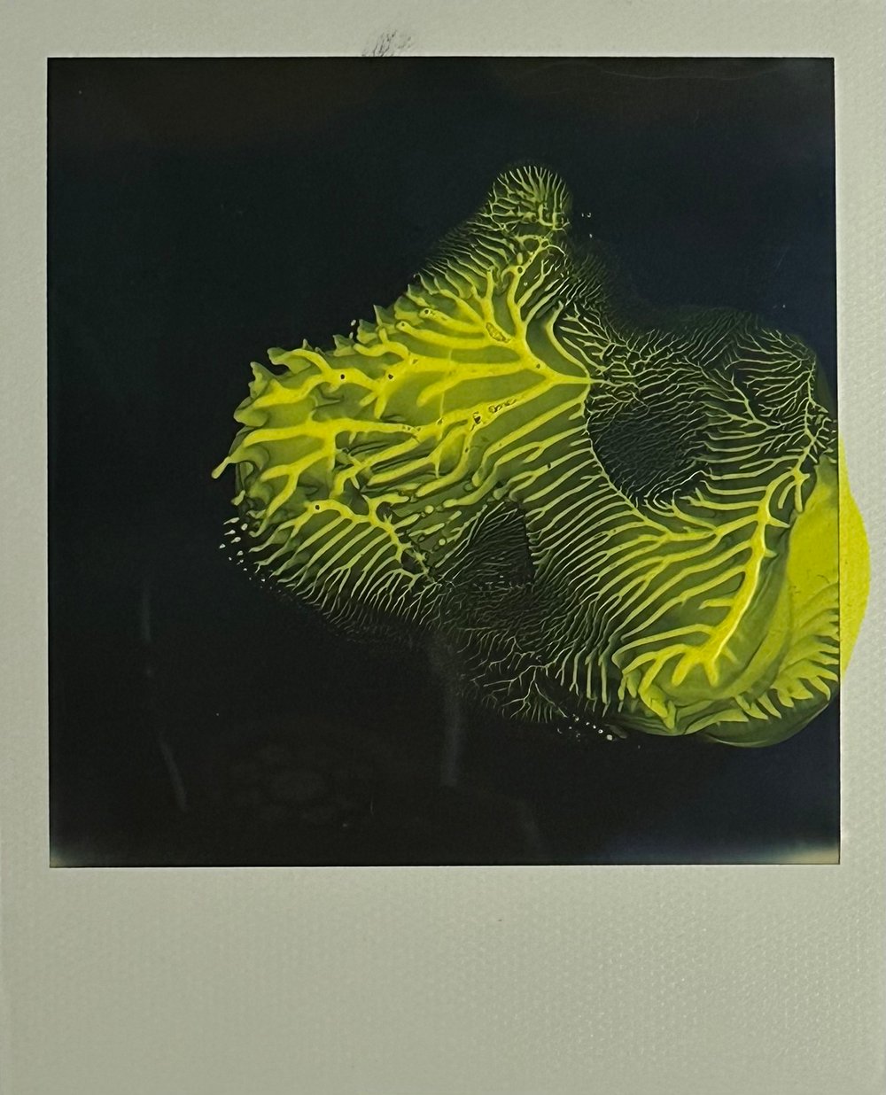 Araki, Nobuyoshi | Untitled 6, 2005 — available on Composition Gallery
