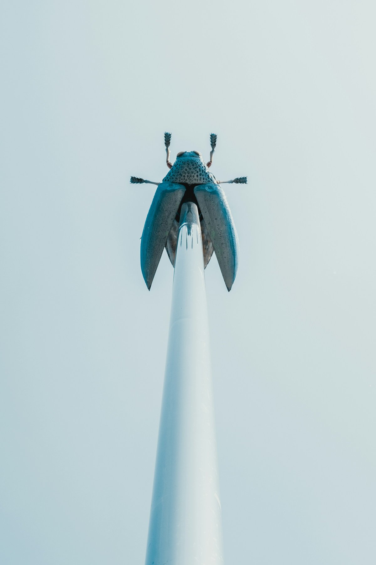 Jan Fabre: Fly in Leuven / Image © Unsplash / Bernard Hermant