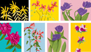 The flowers portfolio (7 works)