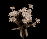 Flora Industrialis B/N