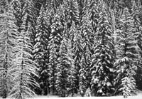 Robert Longo – White Snow Trees of the Black Forest, 2020 – Pigment print