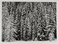 Robert Longo – White Snow Trees of the Black Forest, 2020 – Pigment print