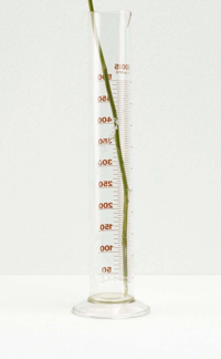 Joseph Beuys – Eine Rose für direkte Demokratie, 1968 – Mixed Media