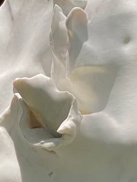 Eva Claessens – Un murmue de fleur, 2026 – Marbre