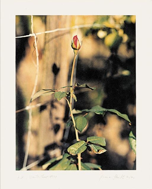 Struth, Thomas | Rose, Winterthur, 1991, 1996 — available on Composition Gallery