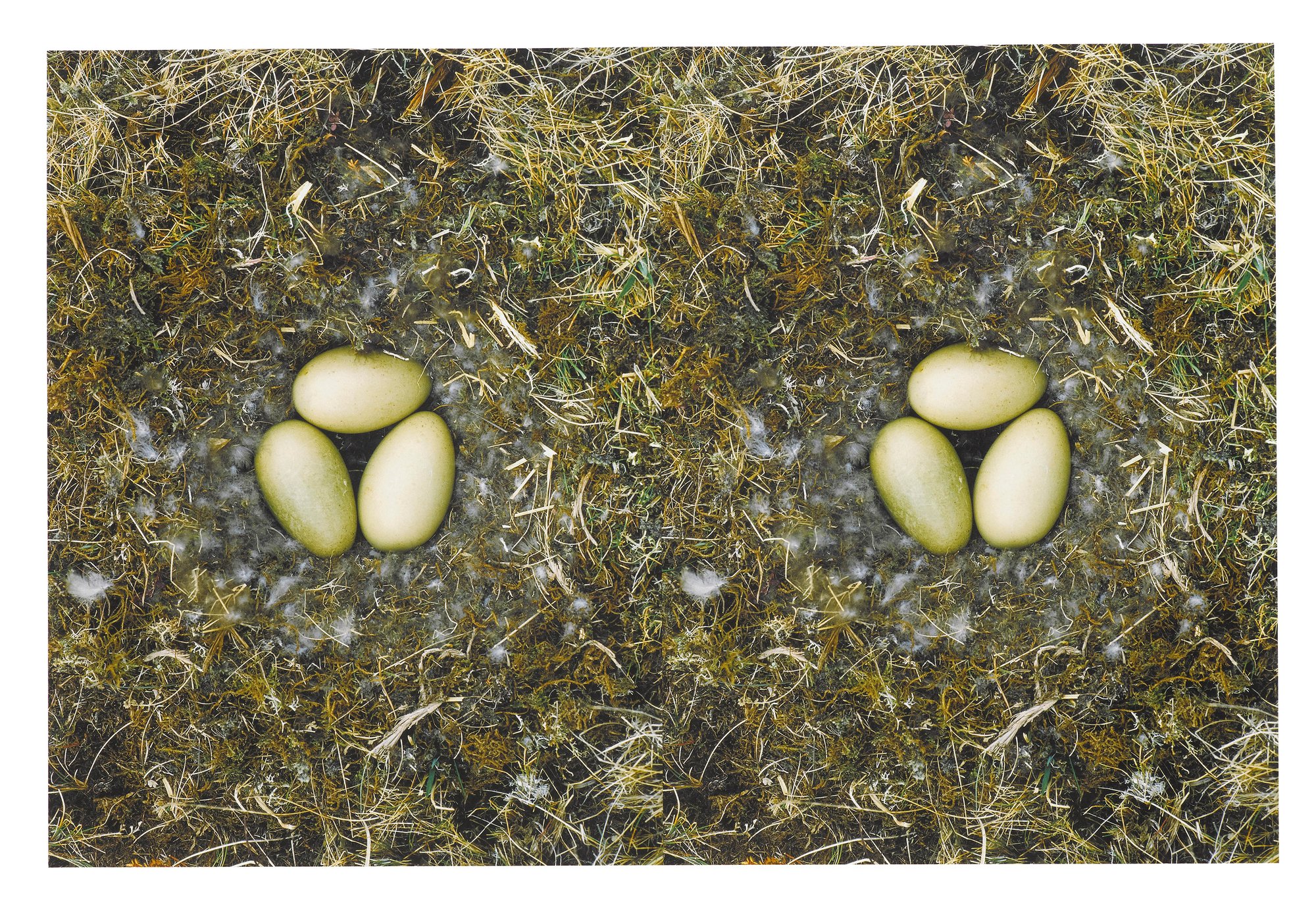 Horn, Roni | To Nest, Number 5, 1997 / 2001 — available on Composition Gallery