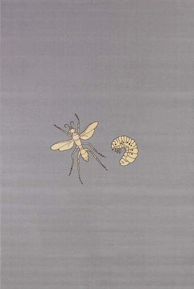 Fly
