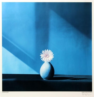 African Daisy