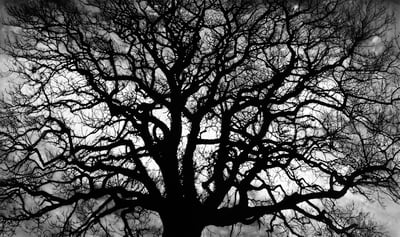 Untitled (Tree)