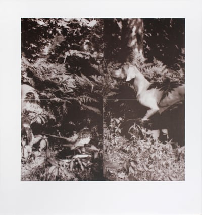 Untitled (from The Bird Dog Suite)