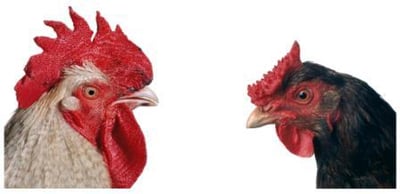  Mechelse Bresse (M) X English Redcap (F),