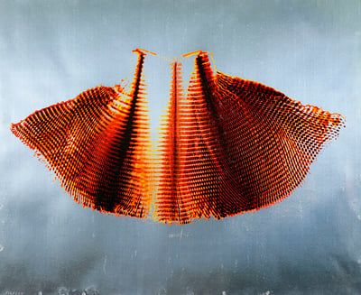 Silberflügel, Roter Fächer