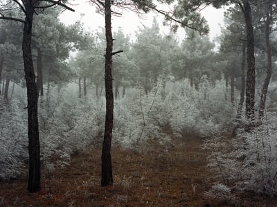 Forest. Winter 2