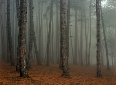 Fog In September