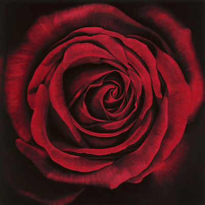 Untitled (Rose)