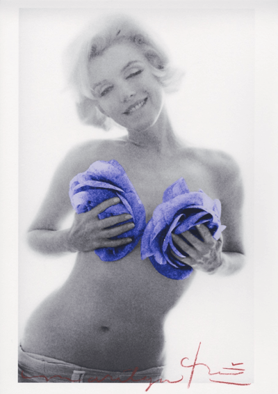 Marilyn Monroe purple wink roses