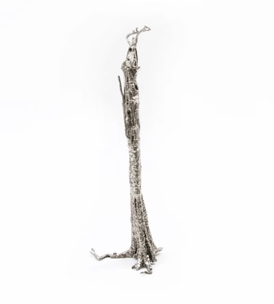 Pequi Tree