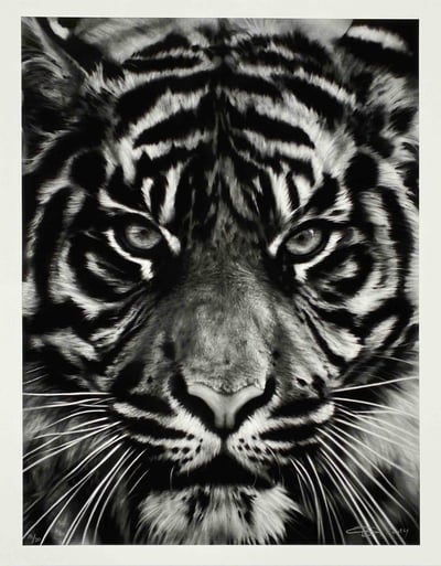 Untitled (Tiger II)