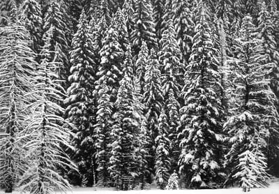 White Snow Trees Of The Black Forest