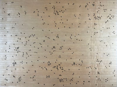 Black Ants From The Insects Portfolio
