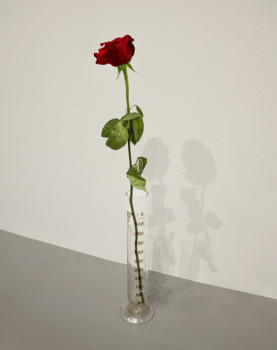 Eine Rose für direkte Demokratie