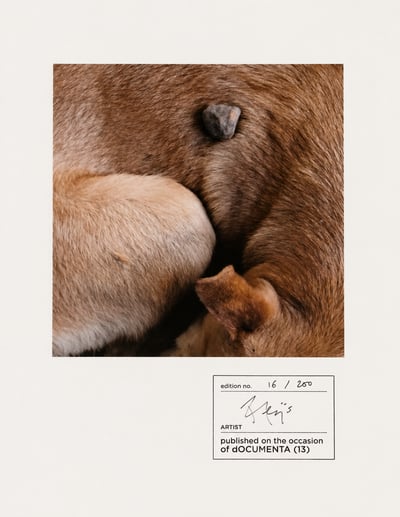 Untitled (documenta 13)