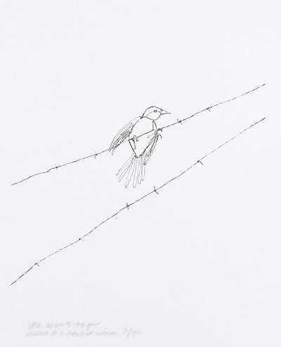 Vireo on Barbed Wire