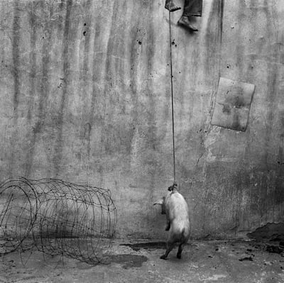 The Hanging Pig