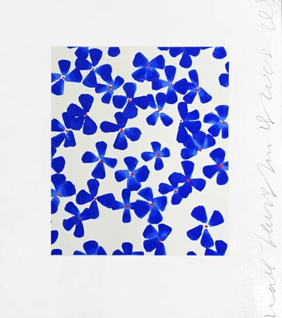 Wall flower 1