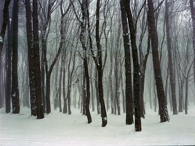 Forest. Winter