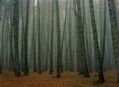 Fog In September 2