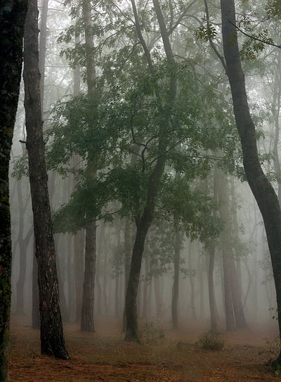 Fog In September 3