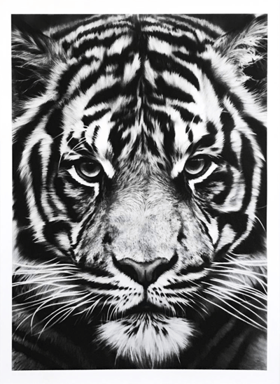 Untitled (Tiger)