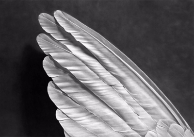 Angel's Wing (Small Version)